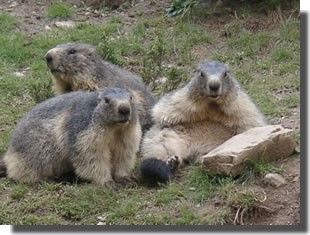 marmottes des pyrenees